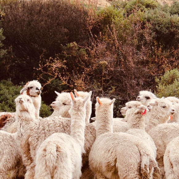 Meet your Posher, Julia - Picture 6 of 8